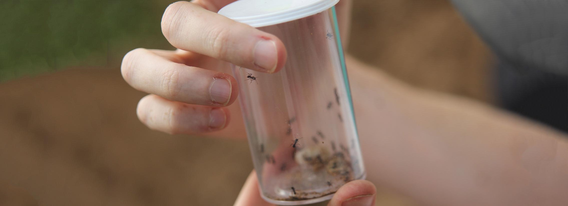 Hands hold clear beaker containing ants